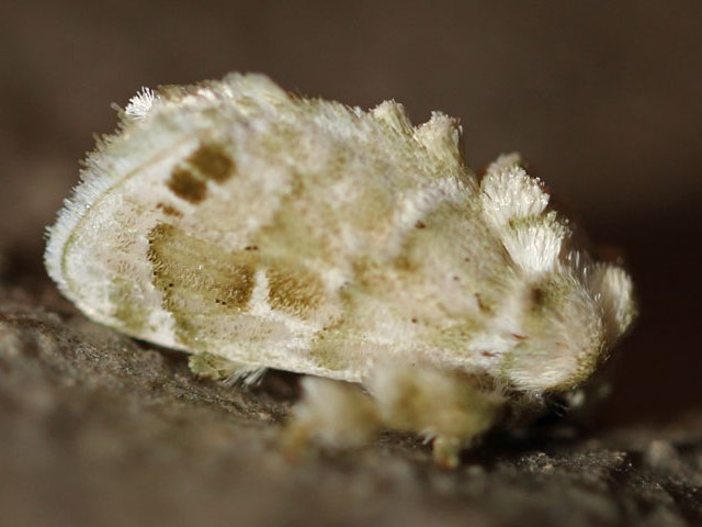 Niphadolepis bipunctata